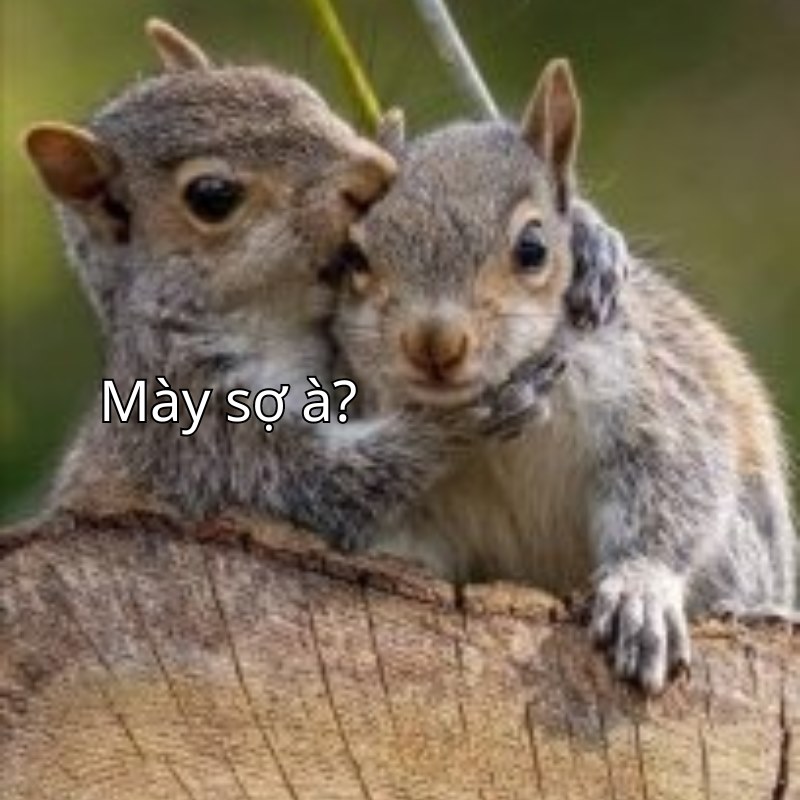 meme bạn sợ à 30