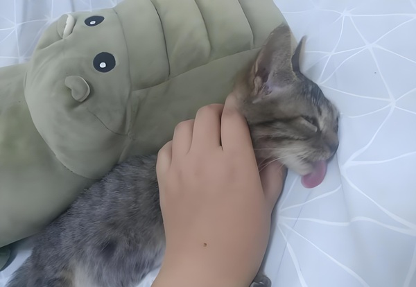 meme bóp cổ 28