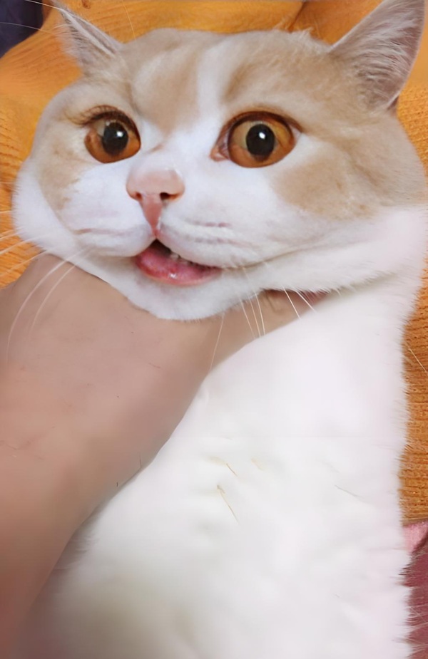 meme bóp cổ 35