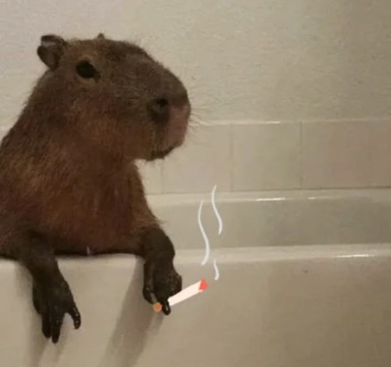 meme capybara 13