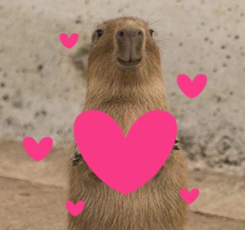 meme capybara 14