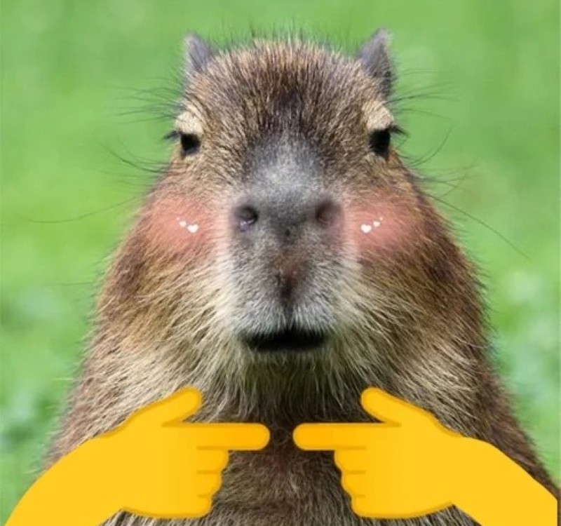 meme capybara 15