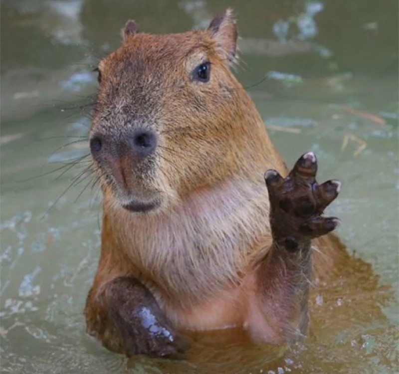 meme capybara 17