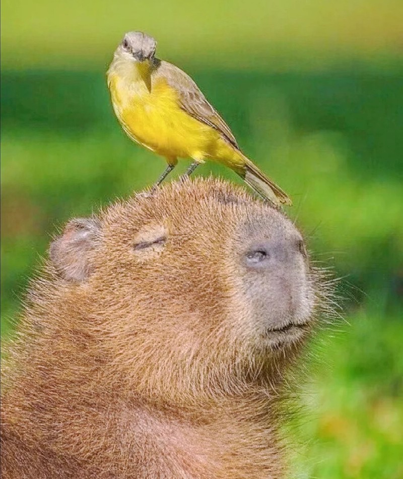 meme capybara 27
