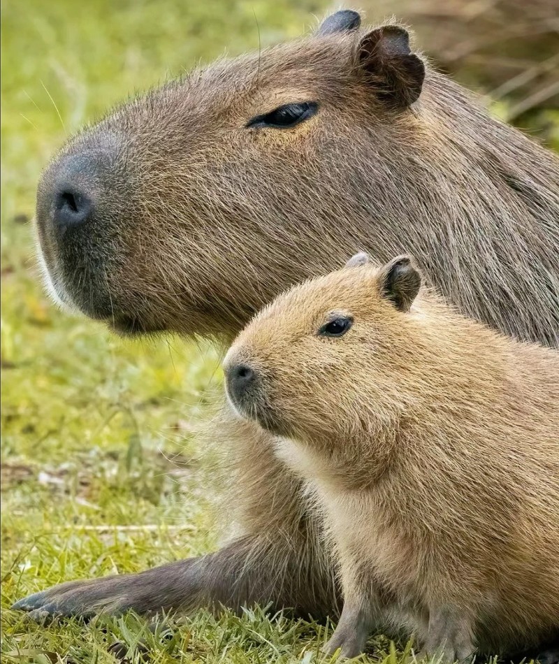 meme capybara 33