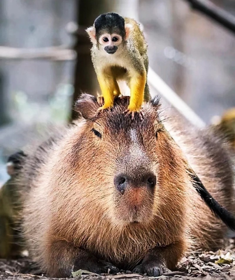 meme capybara 34