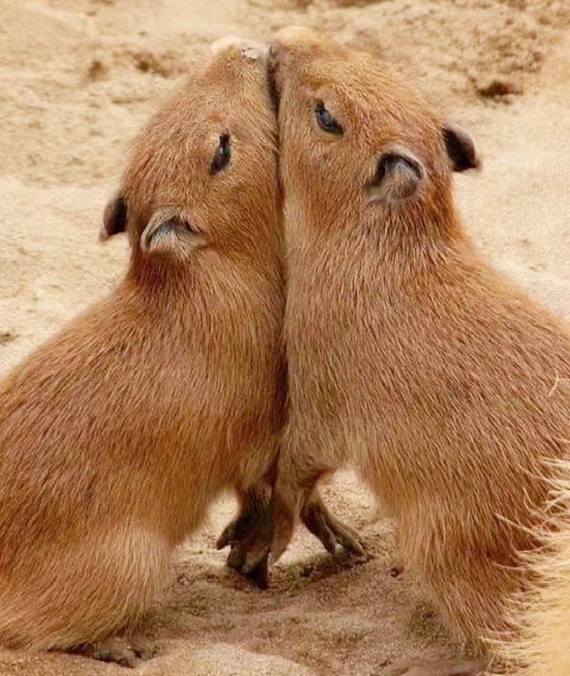 meme capybara 35