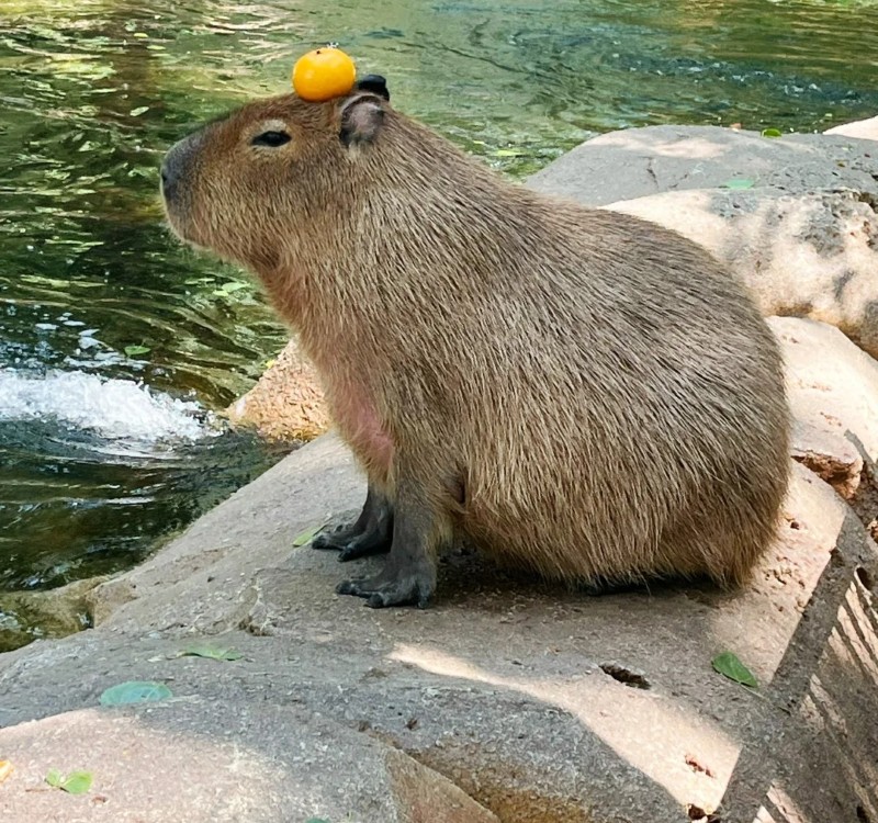 meme capybara 5