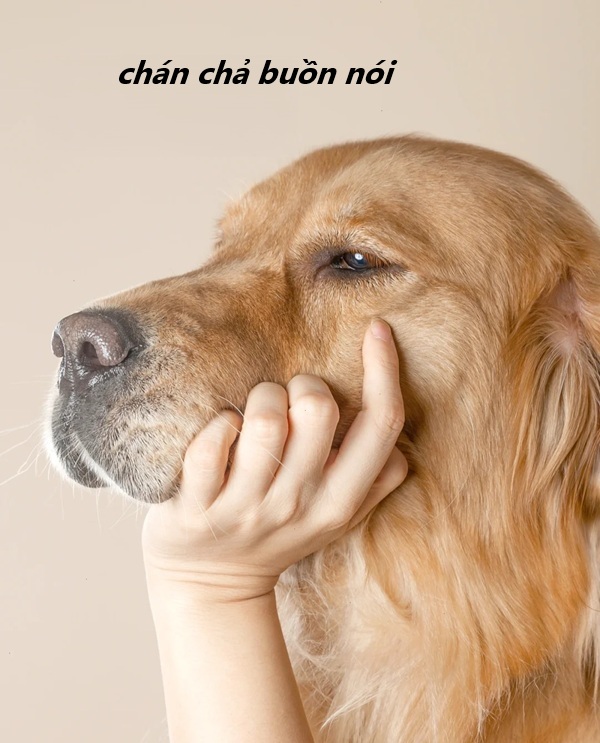 meme chán chả buồn nói 16