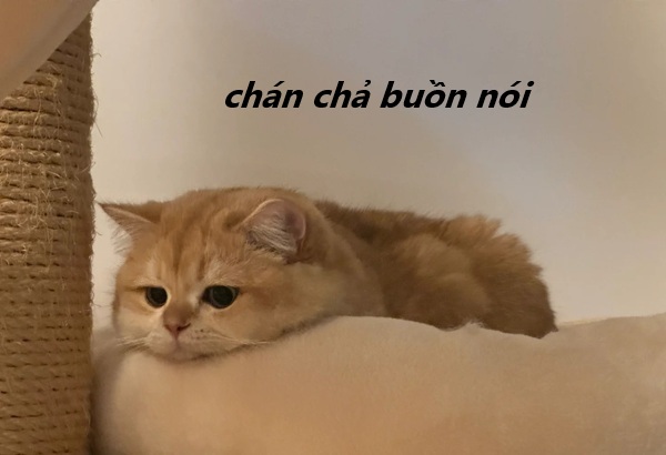 meme chán chả buồn nói 17