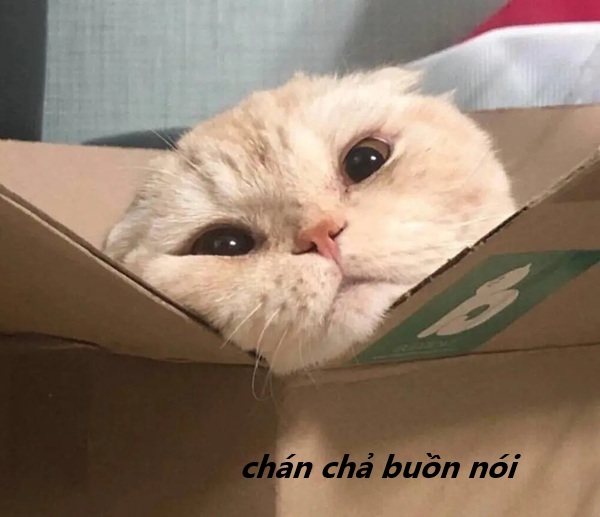 meme chán chả buồn nói 19