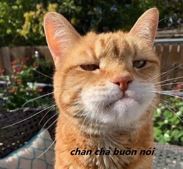 meme chán chả buồn nói 21