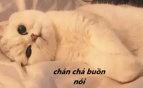 meme chán chả buồn nói 25