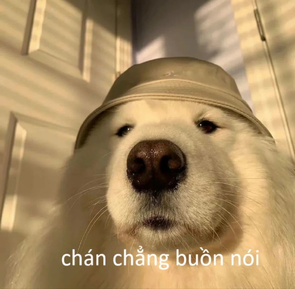 meme chán chả buồn nói 3
