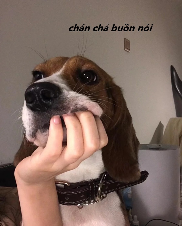 meme chán chả buồn nói 34