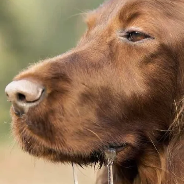 meme chảy nước miếng 13