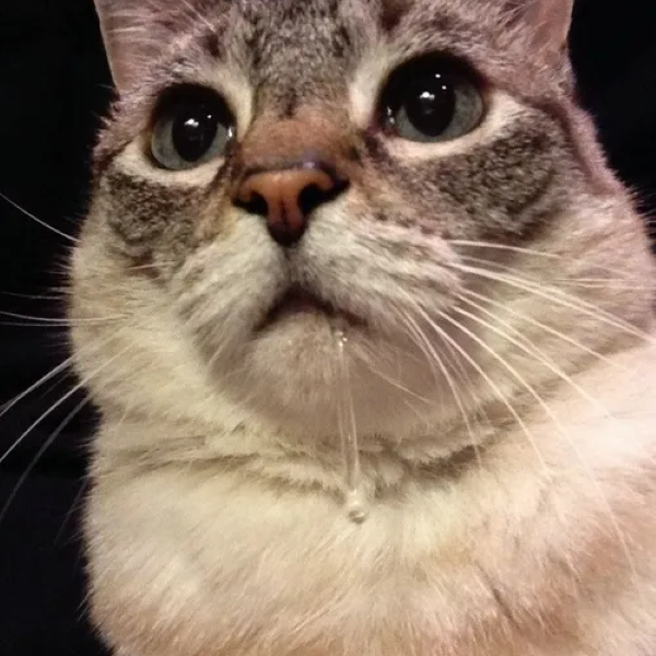 meme chảy nước miếng 17