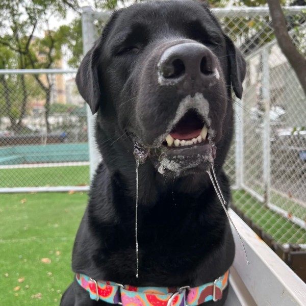 meme chảy nước miếng 24