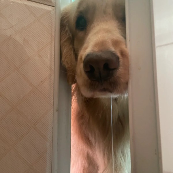 meme chảy nước miếng 29