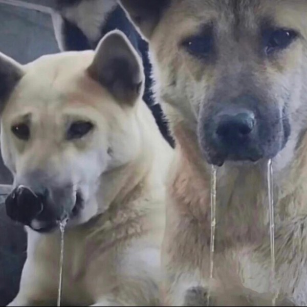 meme chảy nước miếng 34