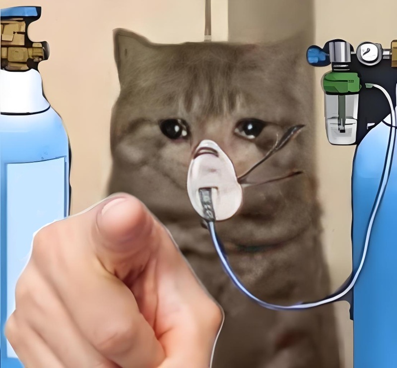 meme chỉ 25