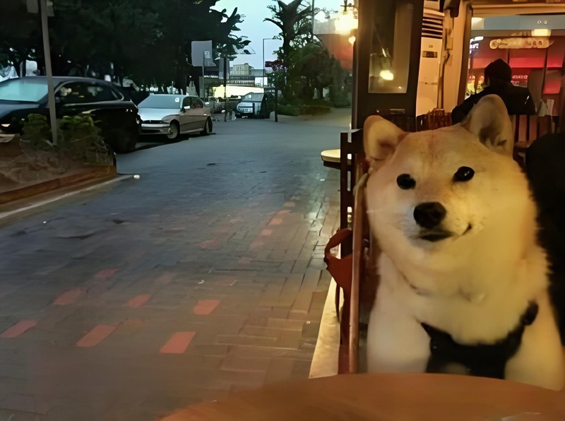 meme chờ đợi 17