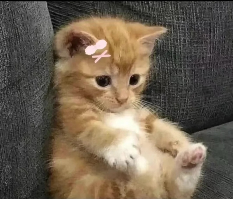 meme chờ đợi 32