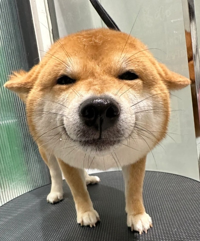meme chó shiba 1