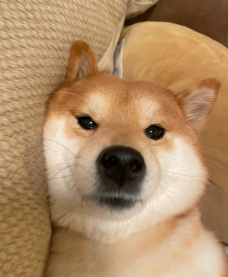 meme chó shiba 10