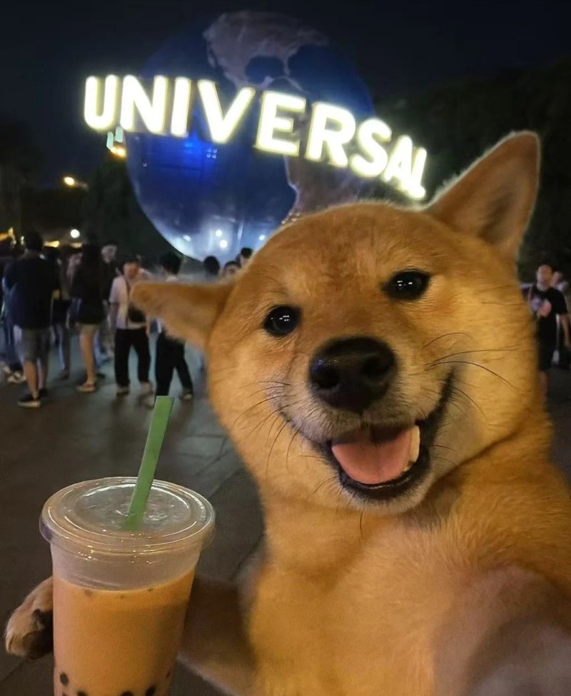 meme chó shiba 13