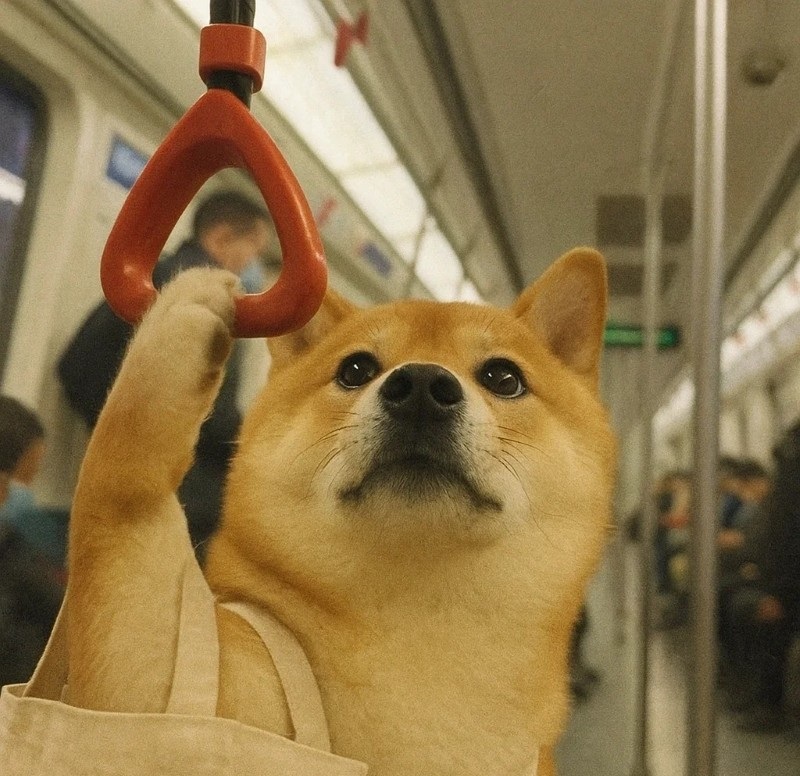 meme chó shiba 19