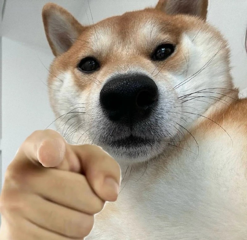 meme chó shiba 22
