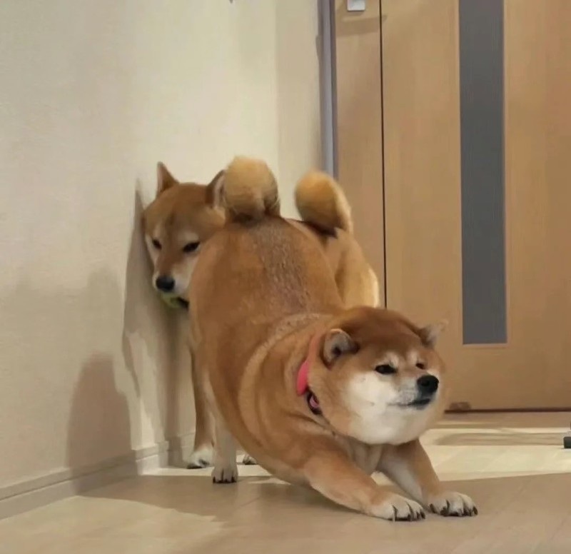 meme chó shiba 24