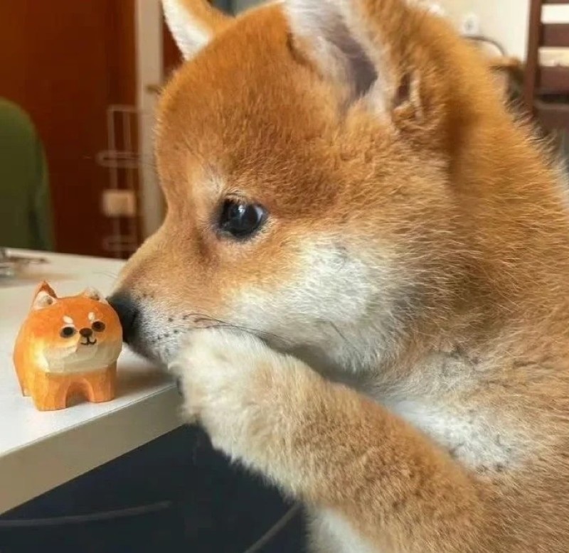 meme chó shiba 25