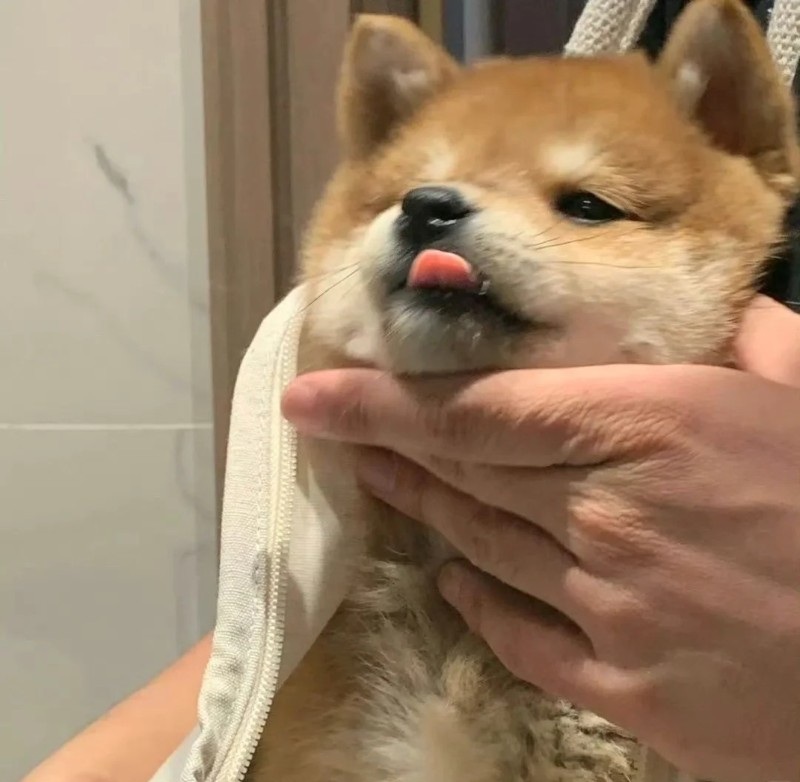 meme chó shiba 26