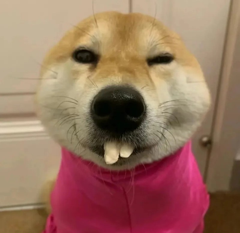 meme chó shiba 32