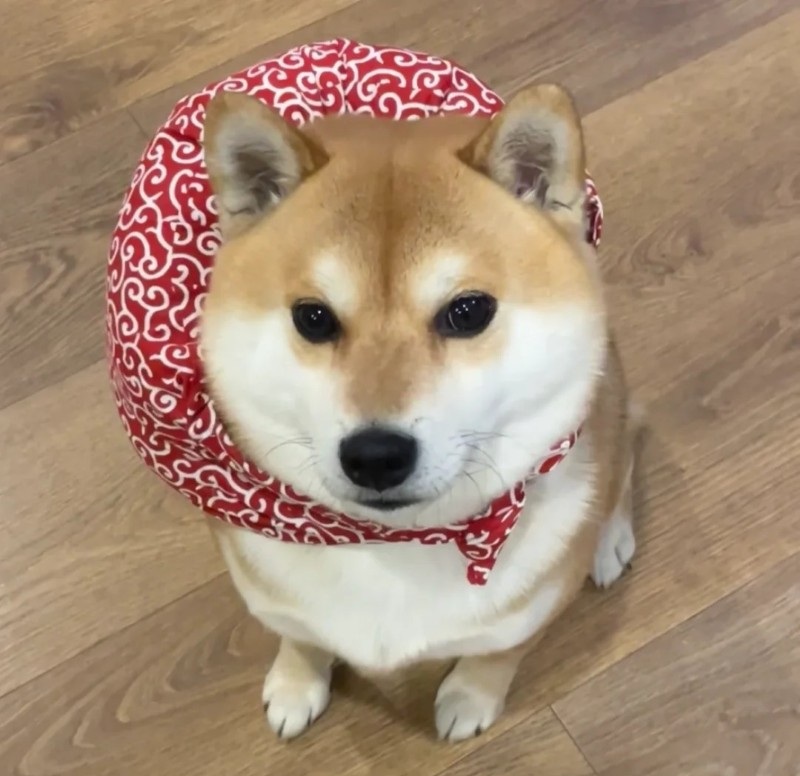 meme chó shiba 34