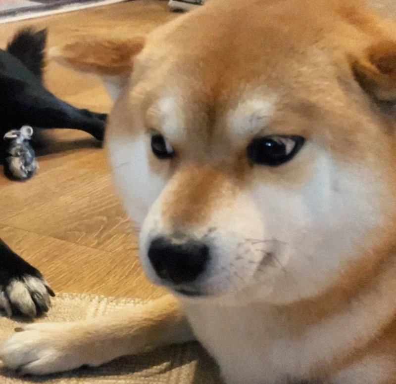 meme chó shiba 36