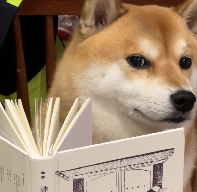 meme chó shiba 37