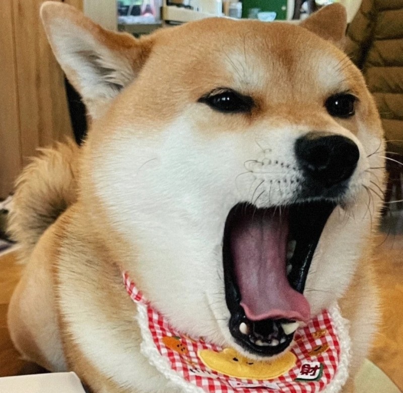 meme chó shiba 38
