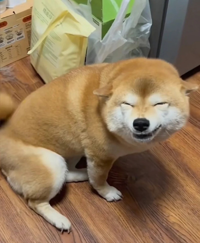 meme chó shiba 4