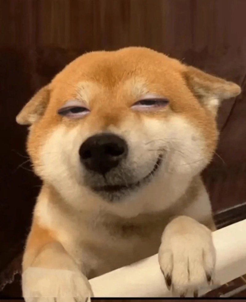meme chó shiba 5