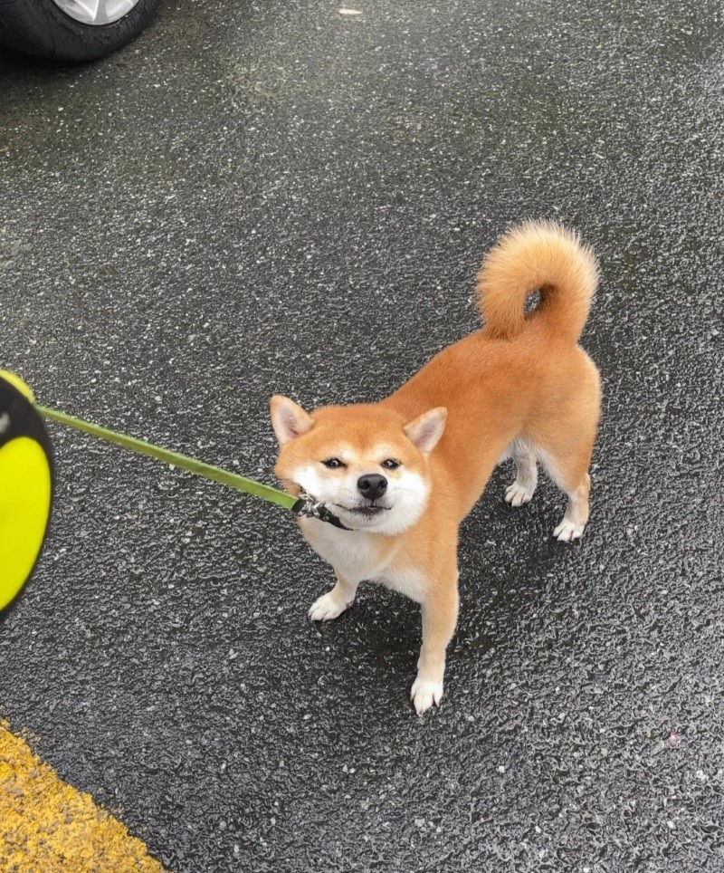 meme chó shiba 6