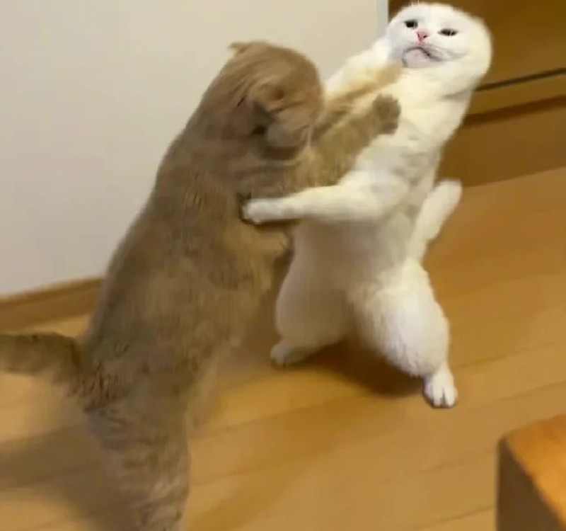 meme đấm nhau 19