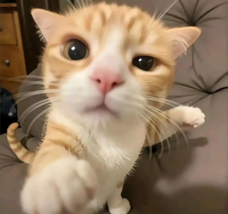 meme đấm nhau 23