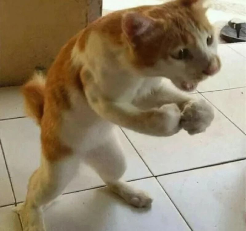 meme đấm nhau 32
