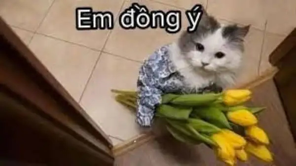 meme đồng ý 22