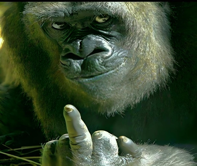 meme fuck you 18