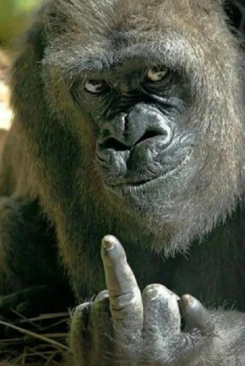 meme fuck you 23