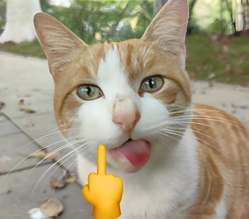 meme fuck you 6